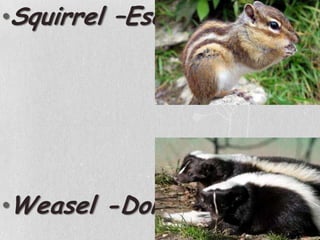 Squirrel –EsquiloWeasel -Doninha