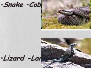 Snake –CobraLizard -Largato