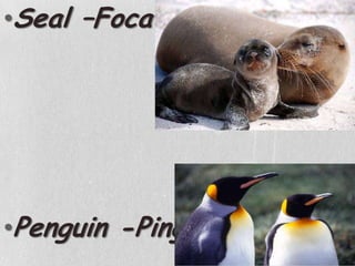 Seal –FocaPenguin -Pinguim