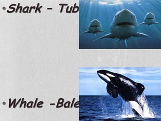 Shark – TubarãoWhale -Baleia