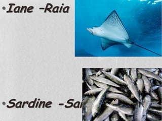 Iane –RaiaSardine -Sardinha