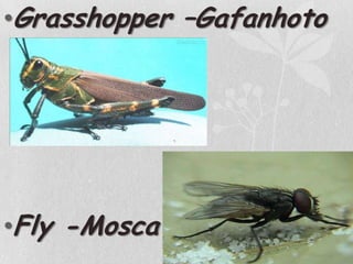 Grasshopper –GafanhotoFly -Mosca