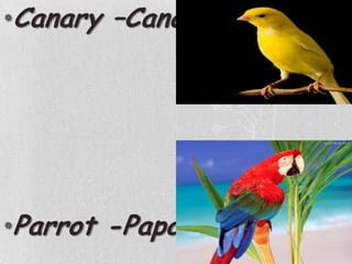 Canary –CanárioParrot -Papagaio
