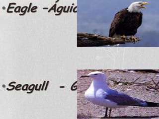 Eagle –ÁguiaSeagull  - Gaivota