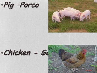 Pig –PorcoChicken - Galinha