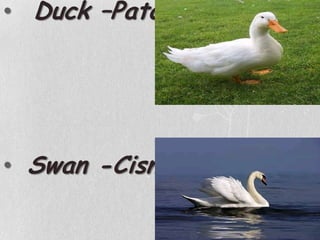 Duck –PatoSwan -Cisne