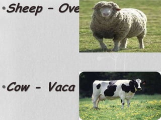 Sheep – OvelhaCow - Vaca