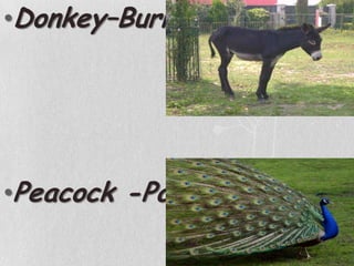 Donkey–BurroPeacock -Pavão