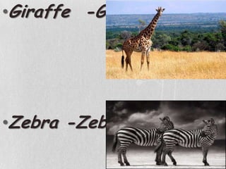 Giraffe  -GirafaZebra -Zebra