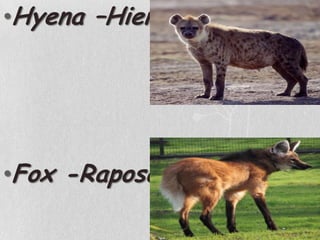 Hyena –HienaFox -Raposa