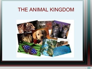 THE ANIMAL KINGDOM
 