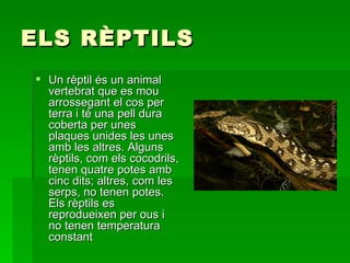 ELS RÈPTILS Un rèptil és un animal vertebrat que es mou arrossegant el cos per terra i té una pell dura coberta per unes plaques unides les unes amb les altres. Alguns rèptils, com els cocodrils, tenen quatre potes amb cinc dits; altres, com les serps, no tenen potes. Els rèptils es reprodueixen per ous i no tenen temperatura constant  