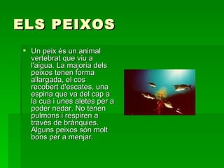 ELS PEIXOS Un peix és un animal vertebrat que viu a l'aigua. La majoria dels peixos tenen forma allargada, el cos recobert d'escates, una espina que va del cap a la cua i unes aletes per a poder nedar. No tenen pulmons i respiren a través de brànquies. Alguns peixos són molt bons per a menjar.  