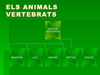 ELS ANIMALS VERTEBRATS ANIMALS  VERTEBRATS MAMÍFERS AUS AMFIBIS RÈPTILS PEIXOS 