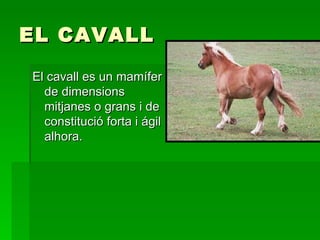 EL CAVALL El cavall es un mamífer de dimensions mitjanes o grans i de constitució forta i ágil alhora. 