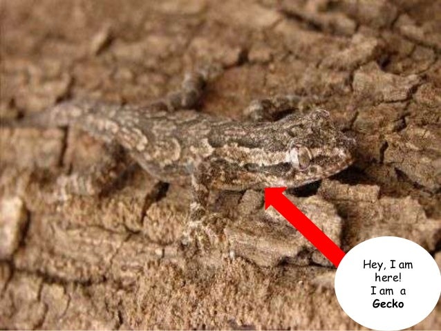 Animals� camouflage