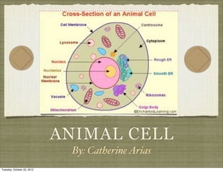 ANIMAL CELL
                             By: Catherine Arias
Tuesday, October 23, 2012
 