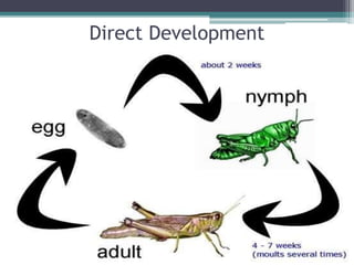 animals_chem_and_nervous_system.ppt