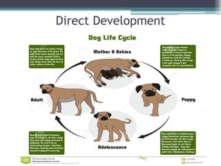 animals_chem_and_nervous_system.ppt