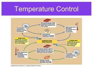animals_chem_and_nervous_system.ppt