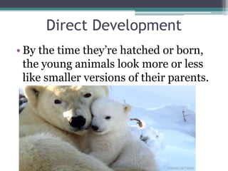 animals_chem_and_nervous_system.ppt