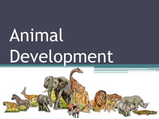 Animal
Development
 