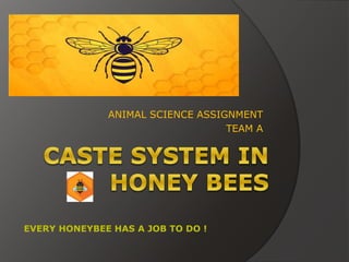 ANIMAL SCIENCE ASSIGNMENT
TEAM A
EVERY HONEYBEE HAS A JOB TO DO !
 