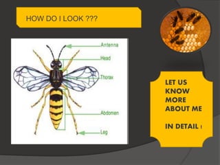 Animal science ;Castes in Honey Bee | PPTX