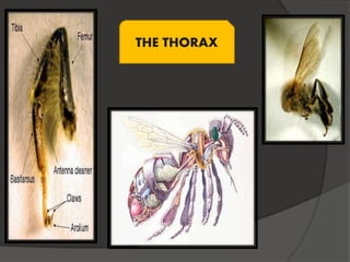 Animal science ;Castes in Honey Bee | PPTX