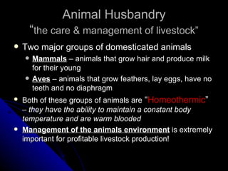 Animal Husbandry “ the care & management of livestock” Two major groups of domesticated animals Mammals  – animals that grow hair and produce milk for their young Aves  – animals that grow feathers, lay eggs, have no teeth and no diaphragm Both of these groups of animals are  “ Homeothermic ”  –  they have the ability to maintain a constant body temperature and are warm blooded Management of the animals environment  is extremely important for profitable livestock production! 