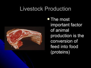 Livestock Production The most important factor of animal production is the conversion of feed into food (proteins) 