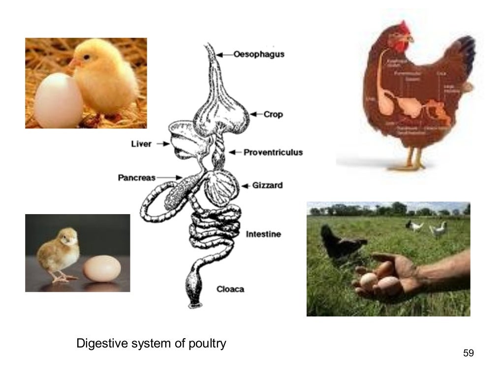 Animal science