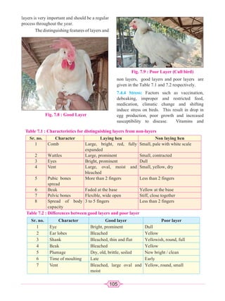 105
layers is very important and should be a regular
process throughout the year.
The distinguishing features of layers and
Fig. 7.8 : Good Layer
Fig. 7.9 : Poor Layer (Cull bird)
Table 7.1 : Characteristics for distinguishing layers from non-layers
Sr. no. Character Laying hen Non laying hen
1 Comb Large, bright, red, fully
expanded
Small, pale with white scale
2 Wattles Large, prominent Small, contracted
3 Eyes Bright, prominent Dull
4 Vent Large, oval, moist and
bleached
Small, yellow, dry
5 Pubic bones
spread
More than 2 fingers Less than 2 fingers
6 Beak Faded at the base Yellow at the base
7 Pelvic bones Flexible, wide open Stiff, close together
8 Spread of body
capacity
3 to 5 fingers Less than 2 fingers
Table 7.2 : Differences between good layers and poor layer
Sr. no. Character Good layer Poor layer
1 Eye Bright, prominent Dull
2 Ear lobes Bleached Yellow
3 Shank Bleached, thin and flat Yellowish, round, full
4 Beak Bleached Yellow
5 Plumage Dry, old, brittle, soiled New bright / clean
6 Time of moulting Late Early
7 Vent Bleached, large oval and
moist
Yellow, round, small
non layers, good layers and poor layers are
given in the Table 7.1 and 7.2 respectively.
7.4.4 Stress: Factors such as vaccination,
debeaking, improper and restricted feed,
medication, climatic change and shifting
induce stress on birds. This result in drop in
egg production, poor growth and increased
susceptibility to disease. Vitamins and
 