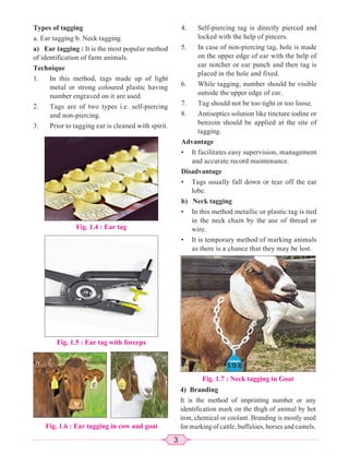 3
Types of tagging
a. Ear tagging b. Neck tagging
a) Ear tagging : It is the most popular method
of identification of farm animals.
Technique
1. In this method, tags made up of light
metal or strong coloured plastic having
number engraved on it are used.
2. Tags are of two types i.e. self-piercing
and non-piercing.
3. Prior to tagging ear is cleaned with spirit.
4. Self-piercing tag is directly pierced and
locked with the help of pincers.
5. In case of non-piercing tag, hole is made
on the upper edge of ear with the help of
ear notcher or ear punch and then tag is
placed in the hole and fixed.
6. While tagging, number should be visible
outside the upper edge of ear.
7. Tag should not be too tight or too loose.
8. Antiseptics solution like tincture iodine or
benzoin should be applied at the site of
tagging.
Advantage
• It facilitates easy supervision, management
and accurate record maintenance.
Disadvantage
• Tags usually fall down or tear off the ear
lobe.
b) Neck tagging
• In this method metallic or plastic tag is tied
in the neck chain by the use of thread or
wire.
• It is temporary method of marking animals
as there is a chance that they may be lost.
Fig. 1.4 : Ear tag
Fig. 1.5 : Ear tag with forceps
Fig. 1.6 : Ear tagging in cow and goat
Fig. 1.7 : Neck tagging in Goat
4) Branding
It is the method of imprinting number or any
identification mark on the thigh of animal by hot
iron, chemical or coolant. Branding is mostly used
for marking of cattle, buffaloes, horses and camels.
 