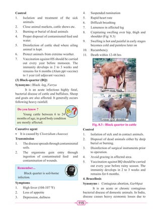 115
Control
1. Isolation and treatment of the sick
animals.
2. Close animal markets, cattle shows etc.
3. Burning or burial of dead animals
4. Proper disposal of contaminated feed and
water.
5. Disinfection of cattle shed where ailing
animal is kept.
6. Protect animals from extreme weather.
7. Vaccination against HS should be carried
out every year before monsoon. The
immunity develops in 2 to 3 weeks and
remains for 6 months (Alum ppt vaccine)
to 1 year (oil adjuvant vaccine).
(3) Black-quarter (BQ)
Synonyms : Black -leg, Farrya
It is an acute infectious highly fatal,
bacterial disease of cattle and buffaloes. Sheep
and goats are also affected. It generally occurs
following heavy rainfall.
Do you know ?
Young cattle between 6 to 24
months of age, in good body condition
are mostly affected.
Causative agent
• It is caused by Clostridium chauvoei
Transmission
1. Thediseasespreadsthroughcontaminated
soils.
2. The organisms gain entry through
ingestion of contaminated feed and
contamination of wounds.
Remember...
Black quarter is soil-borne
infection.
Symptoms
1. High fever (104-107 0
F)
2. Loss of appetite
3. Depression, dullness
4. Suspended rumination
5. Rapid heart rate
6. Difficult breathing
7. Lameness in affected leg
8. Crepitating swelling over hip, thigh and
shoulder (Fig: 8.3)
9. Swelling is hot and painful in early stages
becomes cold and painless later on
10. Recumbency
11. Death within 12-48 hrs
Control
1. Isolation of sick and in contact animals.
2. Disposal of dead animals either by deep
burial or burning.
3. Disinfection of surgical instruments prior
to operation.
4. Avoid grazing in affected area.
5. Vaccination against BQ should be carried
out every year before rainy season. The
immunity develops in 2 to 3 weeks and
remains for 6 months.
4. Brucellosis
Synonyms : Contagious abortion, Garbhpat
It is an acute or chronic contagious
bacterial disease of domestic animals. In India,
disease causes heavy economic losses due to
Fig. 8.3 : Black quarter in cattle
Lesions over thigh
Lesions over shoulder
 