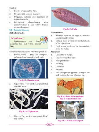 122
Control
1. Control of vectors like flies.
2. Hygienic and sanitary measures
3. Detection, isolation and treatment of
infected animals.
4. Prophylactic chemotherapy with
quinapyramine in area where disease
commonly occurs
8.2.4 Parasitic diseases
(1) Endoparasites
Do you know ?
Endoparasites are those
parasites that live within animal
body.
Endoparasites are divided into three groups as-
1. Round worms - They are elongated,
cylindrical and tapered at both ends.
Fig. 8.14 : Tapeworms
Fig. 8.13 : Roundworms
Fig. 8.15 : Fluke
Transmission
1. Through ingestion of eggs or infective
larvae (round worms).
2. Orbatid mites are the intermediate hosts
of the tapeworms.
3. Fresh water snails are the intermediate
hosts for flukes.
Symptoms
1. Loss of body weight.
2. Dry and rough hair coat
3. Poor growth rate
4. Pot-belly
5. Diarrhoea
6. Anaemia
7. Pica or depraved appetite - eating of soil
and clothes, chewing of stones etc.
Fig. 8.17 : Worm load in goat
2. Tapeworms - They are flat, segmented or
tape like worm.
3. Flukes - They are flat, unsegmented leaf
like worms.
Fig. 8.16 : Poor body condition
due to worm load in calf
 