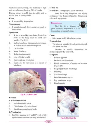 127
viral diseases of poultry. The morbidity is high
and mortality may be up to 50% in chicks.
Disease occurs in mild form in adults and in
severe form in young chicks.
Cause
• It is caused by Avipoxvirus.
Transmission
• It spreads through direct contact, wounds or
insect bites.
Symptoms
1. Scabs or wart like growths on featherless
parts of the body such as comb and
wattles (Fig. 8.23)
2. Yellowish cheese like deposits on tongue,
in side of mouth and under eyelids
3. Lacrimation
4. Nasal discharge
5. Reduction in appetite
6. Loss of body weight
7. Decreased egg production
8. Death due to starvation as a result of
blindness.
Fig. 8.23 : Fowl pox
Remember...
Bird flu is a disease of
great zoonotic importance as it is
transmitted to human beings.
Control
a. General measures
1. Isolation of sick birds.
2. Disinfection of poultry house.
3. Avoid overcrowding of birds.
b. Vaccination
• Fowl Pox Vaccine in 6th
and 16th
week of life
by cutaneous scarification/wing web method. Fig. 8.24 : Bird flu
5. Bird flu
Synonyms : Fowl plague, Avian influenza.
Bird flu is very dangerous and highly
contagious viral disease of poultry. The disease
affects all age groups.
Cause
• It is caused by H1N1 influenza virus.
Transmission
• The disease spreads through contaminated
air, water and feed.
Disease is usually transmitted to
domestic poultry by wild birds.
Symptoms
1. Loss of appetite
2. Dullness and depression
3. Bluish colouration of comb and wattles
(Fig: 8.24)
4. Gasping (difficult breathing)
5. Sneezing
6. Nasal discharge
7. Diarrhoea-loose faeces
8. Egg production stops
9. Finally death
 