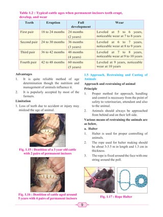 9
Table 1.2 : Typical cattle ages when permanent incisors teeth erupt,
develop, and wear
Teeth Eruption Full
development
Wear
First pair 18 to 24 months 24 months
(2 years)
Leveled at 5 to 6 years,
noticeable wear at 7 to 8 years
Second pair 24 to 30 months 36 months
(3 years)
Leveled at 6 to 7 years,
noticeable wear at 8 to 9 years
Third pair 36 to 42 months 48 months
(4 years)
Leveled at 7 to 8 years,
noticeable wear at 9 to 10 years
Fourth pair 42 to 48 months 60 months
(5 years)
Leveled at 9 years, noticeable
wear at 10 years
Advantages
1. It is quite reliable method of age
determination though the nutrition and
management of animals influence it.
2. It is popularly accepted by most of the
farmers.
Limitation
1. Loss of teeth due to accident or injury may
mislead the age of animal.
Fig. 1.15 : Dentition of a 3 year old cattle
with 2 pairs of permanent incisors
Fig. 1.16 : Dentition of cattle aged around
5 years with 4 pairs of permanent incisors
1.5 Approach, Restraining and Casting of
Animals
Approach and restraining of animal
Principle
1. Proper method for approach, handling
and control is necessary from the point of
safety to veterinarian, attendant and also
to the animal.
2. Animals should always be approached
from behind and on their left side.
Various means of restraining the animals are
as below.
a. Halter
1. Halter is used for proper controlling of
animals.
2. The rope used for halter making should
be about 3-3.5 m in length and 1.3 cm in
thickness.
3. The rope is fixed around the face with one
string around the poll.
Fig. 1.17 : Rope Halter
 