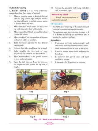 11
Internet my friend
Search alternate methods of
casting the animals
Methods for casting
1. Reuff’s method : It is most commonly
adopted method for casting of animal.
1. Make a running noose or knot at the end
of 9 m. long cotton rope and put around
the base of horns. In polled animal noose
is placed round the neck.
2. Make first half hitch round the neck and
tie with rigid knot that will not slip.
3. Make second half hitch around the chest
behind the elbow.
4. Make third half hitch around the abdomen
in front of udder or scrotum.
5. Turn the head opposite to the desired
casting side.
6. Animal then falls steadily on the ground.
7. Pulls steadily the free end of rope
backward and towards the desired side.
8. Then press the head to the ground or turn
it over on the shoulder.
9. Pass the tail forward from in between
the thighs and pull around the top side of
thigh.
Step 1
Step 3
Step 2
Step 4
Fig. 1.22 : Reuff’s method of casting
1.6 Castration
• It is method of removing or dysfunctioning of
essential reproductive organs in males.
• The optimum age for castration in male is 4
to 6 months for blood less castration and 8
months for incision method.
Advantages
1. Castration prevents indiscriminate and
unwanted breeding from undesired males.
2. Male and female can be kept in one place.
3. It makes animal more docile and easy for
handling.
4. It improves the growth rate and meat
quality of animal.
5. It increases fat deposition in animals.
10. Secure the animal’s feet along with the
tail by another rope.
 
