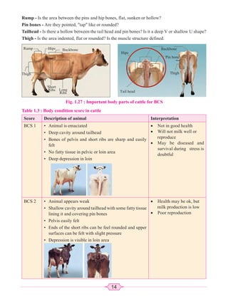 14
Rump - Is the area between the pins and hip bones, flat, sunken or hollow?
Pin bones - Are they pointed, tap like or rounded?
Tailhead - Is there a hollow between the tail head and pin bones? Is it a deep V or shallow U shape?
Thigh - Is the area indented, flat or rounded? Is the muscle structure defined.
Score Description of animal Interpretation
BCS 1 • Animal is emaciated
• Deep cavity around tailhead
• Bones of pelvis and short ribs are sharp and easily
felt
• No fatty tissue in pelvic or loin area
• Deep depression in loin
x Not in good health
x Will not milk well or
reproduce
x May be diseased and
survival during stress is
doubtful
BCS 2 • Animal appears weak
• Shallow cavity around tailhead with some fatty tissue
lining it and covering pin bones
• Pelvis easily felt
• Ends of the short ribs can be feel rounded and upper
surfaces can be felt with slight pressure
• Depression is visible in loin area
x Health may be ok, but
milk production is low
x Poor reproduction
Rump Hips
Thigh
Backbone
Short
Ribs Long
Ribs
Fig. 1.27 : Important body parts of cattle for BCS
Hips
Thigh
Backbone
Pin bone
Tail head
Table 1.3 : Body condition score in cattle
 