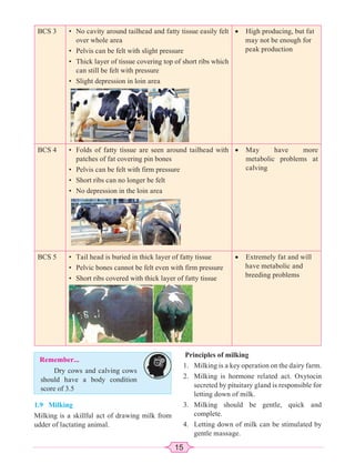 15
BCS 3 • No cavity around tailhead and fatty tissue easily felt
over whole area
• Pelvis can be felt with slight pressure
• Thick layer of tissue covering top of short ribs which
can still be felt with pressure
• Slight depression in loin area
x High producing, but fat
may not be enough for
peak production
BCS 4 • Folds of fatty tissue are seen around tailhead with
patches of fat covering pin bones
• Pelvis can be felt with firm pressure
• Short ribs can no longer be felt
• No depression in the loin area
x May have more
metabolic problems at
calving
BCS 5 • Tail head is buried in thick layer of fatty tissue
• Pelvic bones cannot be felt even with firm pressure
• Short ribs covered with thick layer of fatty tissue
x Extremely fat and will
have metabolic and
breeding problems
Remember...
Dry cows and calving cows
should have a body condition
score of 3.5
1.9 Milking
Milking is a skillful act of drawing milk from
udder of lactating animal.
Principles of milking
1. Milking is a key operation on the dairy farm.
2. Milking is hormone related act. Oxytocin
secreted by pituitary gland is responsible for
letting down of milk.
3. Milking should be gentle, quick and
complete.
4. Letting down of milk can be stimulated by
gentle massage.
 