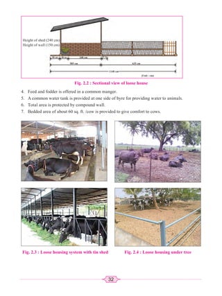 32
Fig. 2.2 : Sectional view of loose house
 Feed and fodder is offered in a common manger.
 A common water tank is provided at one side of byre for providing water to animals.
 Total area is protected by compound wall.
 Bedded area of about 60 sq. ft. /cow is provided to give comfort to cows.
Fig. 2.4 : Loose housing under tree
Fig. 2.3 : Loose housing system with tin shed
90 cm 80 cm
505 cm
1140 cm
635 cm
(Unit : cm)
240 cm 10 cm
Height of shed (240 cm)
Height of wall (150 cm)
 