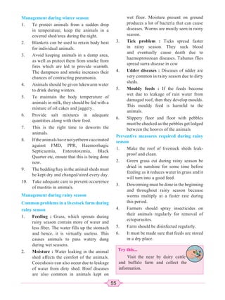 55
Management during winter season
1. To protect animals from a sudden drop
in temperature, keep the animals in a
covered shed/area during the night.
2. Blankets can be used to retain body heat
for individual animals.
3. Avoid keeping animals in a damp area,
as well as protect them from smoke from
fires which are led to provide warmth.
The dampness and smoke increases their
chances of contracting pneumonia.
4. Animals should be given lukewarm water
to drink during winters.
5. To maintain the body temperature of
animals in milk, they should be fed with a
mixture of oil cakes and jaggery.
6. Provide salt mixtures in adequate
quantities along with their feed.
7. This is the right time to deworm the
animals.
8. Iftheanimalshavenotyetbeenvaccinated
against FMD, PPR, Haemorrhagic
Septicaemia, Enterotoxemia, Black
Quarter etc, ensure that this is being done
now.
9. The bedding/hay in the animal sheds must
be kept dry and changed/aired every day.
10. Take adequate care to prevent occurrence
of mastitis in animals.
Management during rainy season
Common problems in a livestock farm during
rainy season
1. Feeding : Grass, which sprouts during
rainy season contain more of water and
less fiber. The water fills up the stomach
and hence, it is virtually useless. This
causes animals to pass watery dung
during wet seasons.
2. Moisture : Water leaking in the animal
shed affects the comfort of the animals.
Coccidiosis can also occur due to leakage
of water from dirty shed. Hoof diseases
are also common in animals kept on
wet floor. Moisture present on ground
produces a lot of bacteria that can cause
diseases. Worms are mostly seen in rainy
season.
3. Tick problem : Ticks spread faster
in rainy season. They suck blood
and eventually cause death due to
haemoprotozoan diseases. Tabanus flies
spread surra disease in cow
4. Udder diseases : Diseases of udder are
very common in rainy season due to dirty
sheds.
5. Mouldy feeds : If the feeds become
wet due to leakage of rain water from
damaged roof, then they develop moulds.
This mouldy feed is harmful to the
animals.
6. Slippery floor and floor with pebbles
must be checked as the pebbles get lodged
between the hooves of the animals
Preventive measures required during rainy
season
1. Make the roof of livestock sheds leak-
proof and clean.
2. Green grass cut during rainy season be
dried in sunshine for some time before
feeding as it reduces water in grass and it
will turn into a good feed.
3. Deworming must be done in the beginning
and throughout rainy season because
worms multiply at a faster rate during
this period.
4. Farmers should spray insecticides on
their animals regularly for removal of
ectoparasites.
5. Farm should be disinfected regularly.
6. It must be made sure that feeds are stored
in a dry place.
Try this...
Visit the near by dairy cattle
and buffalo farm and collect the
information.
 