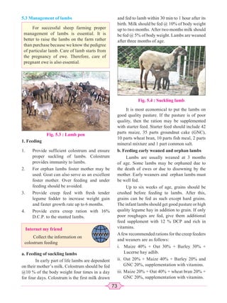 73
5.3 Management of lambs
For successful sheep farming proper
management of lambs is essential. It is
better to raise the lambs on the farm rather
than purchase because we know the pedigree
of particular lamb. Care of lamb starts from
the pregnancy of ewe. Therefore, care of
pregnant ewe is also essential.
1. Feeding
1. Provide sufficient colostrum and ensure
proper suckling of lambs. Colostrum
provides immunity to lambs.
2. For orphan lambs foster mother may be
used. Goat can also serve as an excellent
foster mother. Over feeding and under
feeding should be avoided.
3. Provide creep feed with fresh tender
legume fodder to increase weight gain
and faster growth rate up to 6 months.
4. Provide extra creep ration with 16%
D.C.P. to the stunted lambs.
Fig. 5.3 : Lamb pen
Internet my friend
Collect the information on
colostrum feeding
a. Feeding of suckling lambs
In early part of life lambs are dependent
on their mother’s milk. Colostrum should be fed
@10 % of the body weight four times in a day
for four days. Colostrum is the first milk drawn
and fed to lamb within 30 min to 1 hour after its
birth. Milk should be fed @ 10% of body weight
up to two months. After two months milk should
be fed @ 5% of body weight. Lambs are weaned
after three months of age.
Fig. 5.4 : Suckling lamb
It is most economical to put the lambs on
good quality pasture. If the pasture is of poor
quality, then the ration may be supplemented
with starter feed. Starter feed should include 42
parts maize, 35 parts groundnut cake (GNC),
10 parts wheat bran, 10 parts fish meal, 2 parts
mineral mixture and 1 part common salt.
b. Feeding early weaned and orphan lambs
Lambs are usually weaned at 3 months
of age. Some lambs may be orphaned due to
the death of ewes or due to disowning by the
mother. Early weaners and orphan lambs must
be well fed.
Up to six weeks of age, grains should be
crushed before feeding to lambs. After this,
grains can be fed as such except hard grains.
The infant lambs should get good pasture or high
quality legume hay in addition to grain. If only
poor roughages are fed, give them additional
feed supplement with 12 % DCP and rich in
vitamins.
Afew recommended rations for the creep feeders
and weaners are as follows:
i. Maize 40% + Oat 30% + Barley 30% +
Lucerne hay adlib.
ii. Oat 20% + Maize 40% + Barley 20% and
GNC 20%, supplementation with vitamins.
iii. Maize 20% + Oat 40% + wheat bran 20% +
GNC 20%, supplementation with vitamins.
 