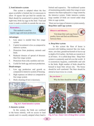 84
2. Semi intensive system
This system is adopted where the free
space available is limited, but it is necessary to
allow 10 square feet per bird for outside run.
Shed should be constructed to protect birds at
night time, birds lay eggs in the shed. Feed and
water is made available in outside the run area.
Remember...
This method is used for
organic eggs and meat production.
Advantages
1. Less space is needed than free range
system.
2. Capital investment is low as compared to
intensive system.
3. Protection from predatory animals and
birds.
4. Reduced chances of spread of diseases
than free range system.
5. Protection from cold, sunshine and rain.
6. Useful for both egg and meat production.
Disadvantages
1. Low egg production and growth as
compared to intensive system of housing.
2. High expenses on labour as compared to
free range system.
3. Daily cleaning of run is necessary.
Fig. 6.4 : Semi intensive system
3. Intensive system
In this system, the birds are confined
to the house entirely, with no access to land
outside and it is usually adopted where land is
limited and expensive. The traditional system
of maintaining poultry under free range or semi
intensive has been replaced to a large extent by
the intensive system. Under intensive system,
large number of birds are reared under deep
litter or cage system.
There are two types of intensive system namely.
Deep litter and Cage system.
Observe and discuss...
Visit deep litter and cage house
poultry farm and find out differences
between them.
A. Deep litter system
In this system the floor of house is
covered with bedding material like rice husk,
straw, saw dust, ground nut kernels or leaves up
to depth of 4-6 inches; the birds are reared on it
at all times. It is called deep litter. Deep litter
system is commonly used all over the world. It
is economical, hygienic, comfortable and safe
to the birds. Right number of birds should be
housed to keep litter always dry. The house
should be well ventilated. The litter should be
stirred at least twice in a week.
Do you know ?
Why the litter should be stirred?
Fig. 6.5 (a) : Inner view of deep litter system
 