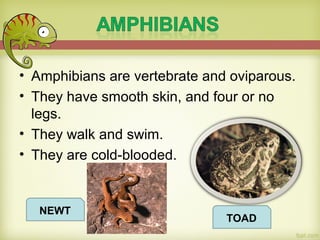 • Amphibians are vertebrate and oviparous.
• They have smooth skin, and four or no
legs.
• They walk and swim.
• They are cold-blooded.
NEWT
TOAD