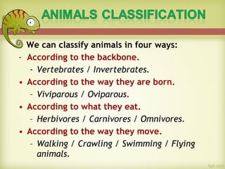 We can classify animals in four ways:
- According to the backbone.
- Vertebrates / Invertebrates.
• According to the way they are born.
– Viviparous / Oviparous.
• According to what they eat.
– Herbivores / Carnivores / Omnivores.
• According to the way they move.
– Walking / Crawling / Swimming / Flying
animals.
