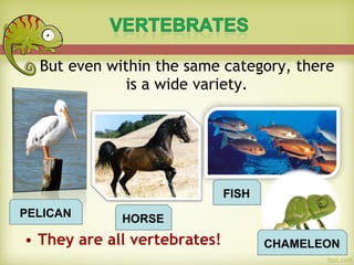 But even within the same category, there
is a wide variety.
• They are all vertebrates!
PELICAN HORSE
FISH
CHAMELEON