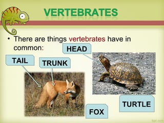 • There are things vertebrates have in
common:
TAIL
HEAD
TRUNK
FOX
TURTLE