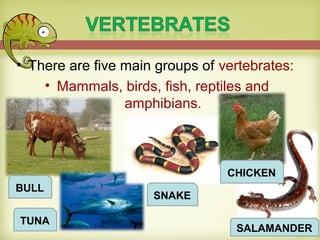 • There are five main groups of vertebrates:
• Mammals, birds, fish, reptiles and
amphibians.
BULL
TUNA
SNAKE
CHICKEN
SALAMANDER